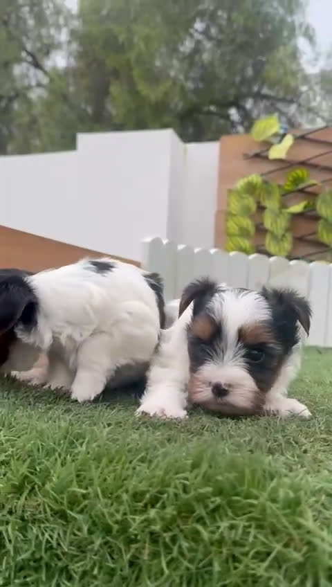 Yorkshire Terrier perros en venta: YORKSHIRE BIEWER MACHO - Video 1