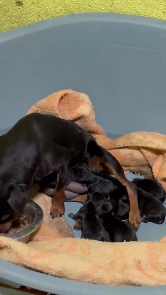 Pinscher Miniatura perros en venta: Pincher Miniatura  - Video 1