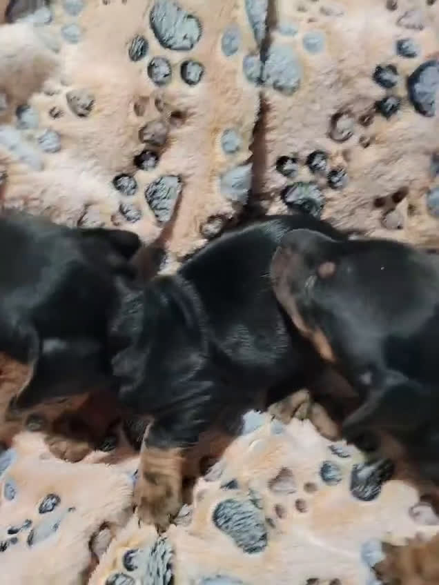 Teckel Miniatura perros en venta: Teckel mini  - Video 3