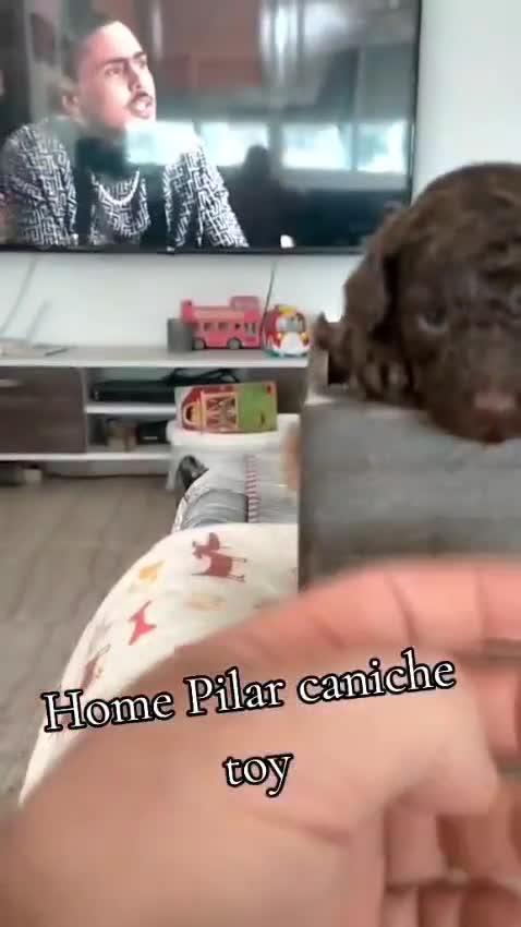 Caniche Toy perros en venta: Caniches toy hembras - Video 1