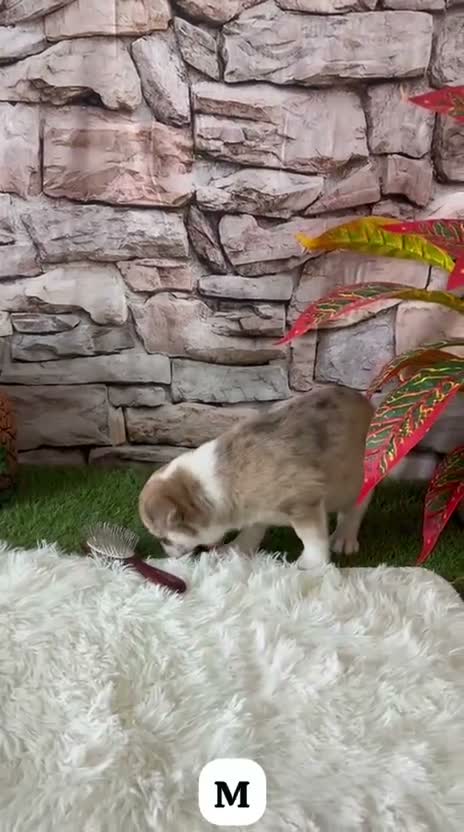 Chihuahua perros en venta: CHIHUAHUA EXÓTICO MERLÉ - Video 1