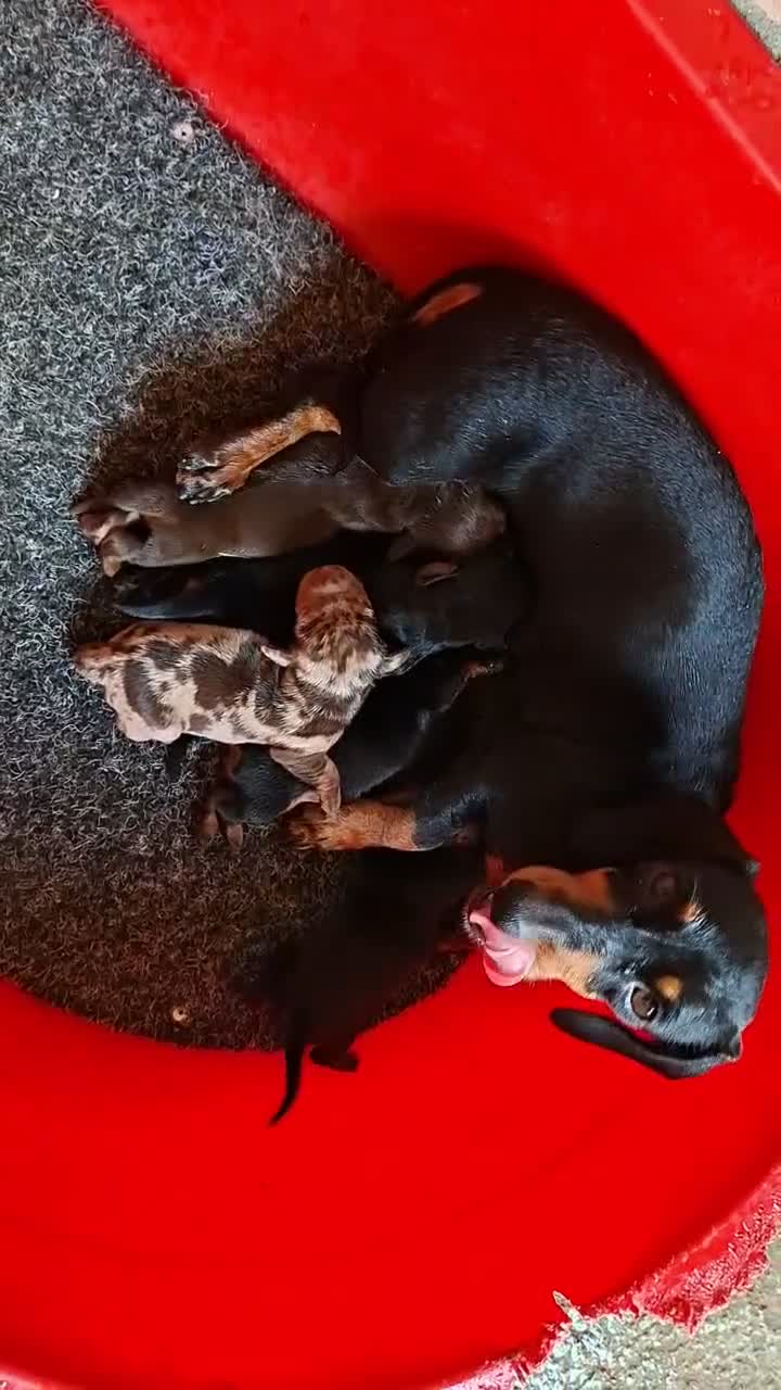Teckel perros en venta: Teckel Canichen - Video 4