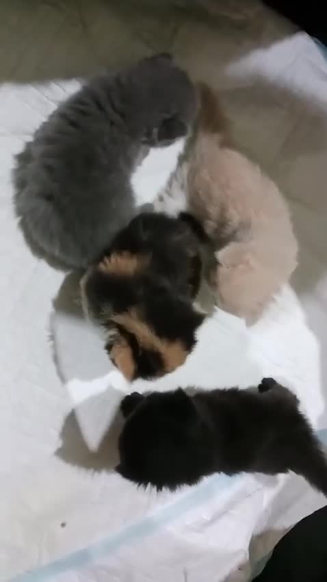 Persa gatos en venta: Gatos persas - Video 5