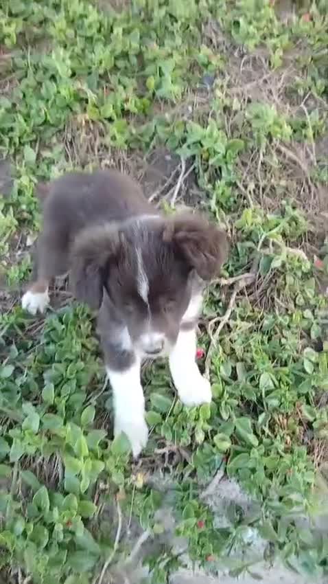 Pastor Miniatura Americano perros en venta: Pastor americano Miniatura  - Video 3