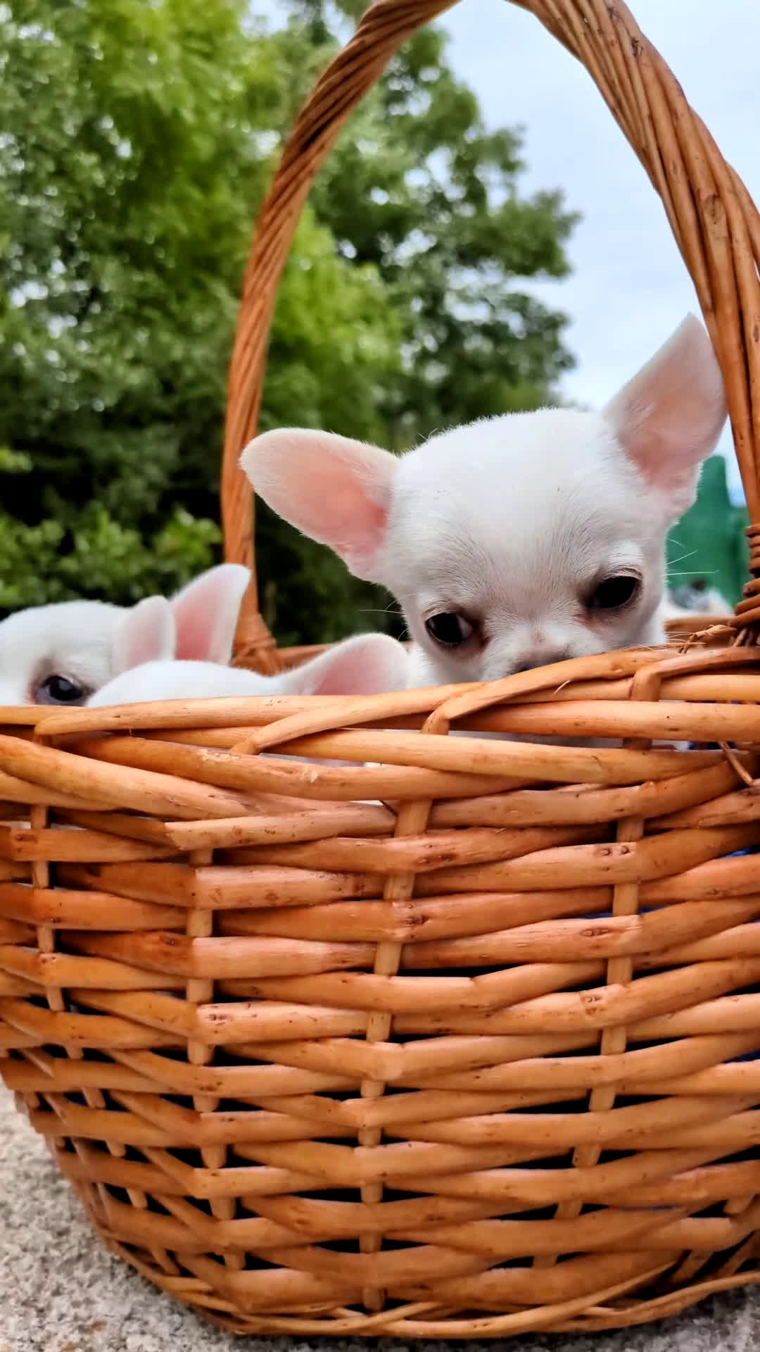 Chihuahua perros en venta: Chihuahuas toy cabeza de manzana - Video 2