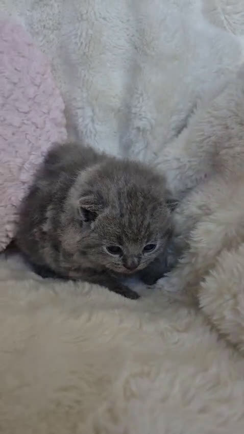 Británico de Pelo Corto Azul gatos en venta: Brithis blue espectaculares bebes  - Video 2