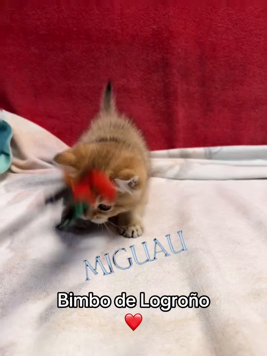 Británico de Pelo Corto gatos en venta: Monísimos British Golden  - Video 1