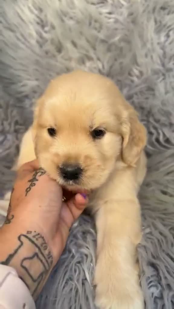 Golden Retriever perros en venta: Cachorros Golden disponible - Video 1