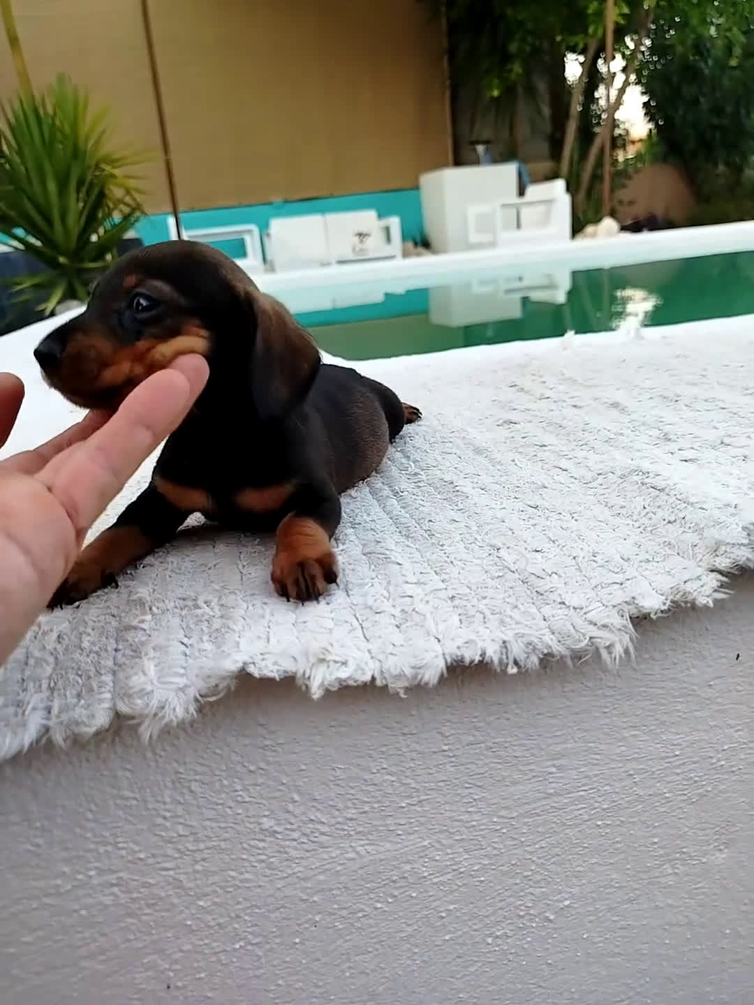 Teckel Miniatura perros en venta: Teckel mini  - Video 1