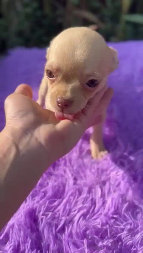 Chihuahua perros en venta: Chihuahua toy  - Video 1