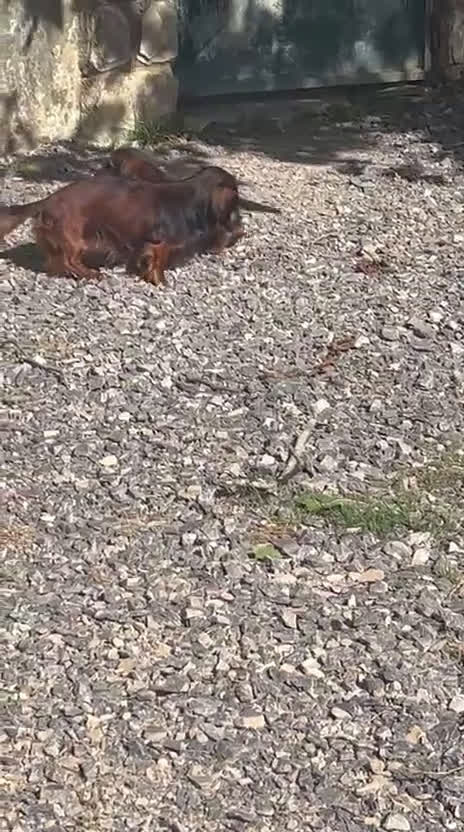 Teckel Miniatura perros en venta: Macho miniatura pelo largo  - Video 1