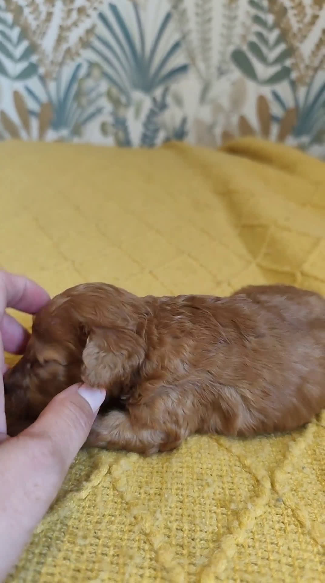Caniche Enano perros en venta: Caniche enano  - Video 1