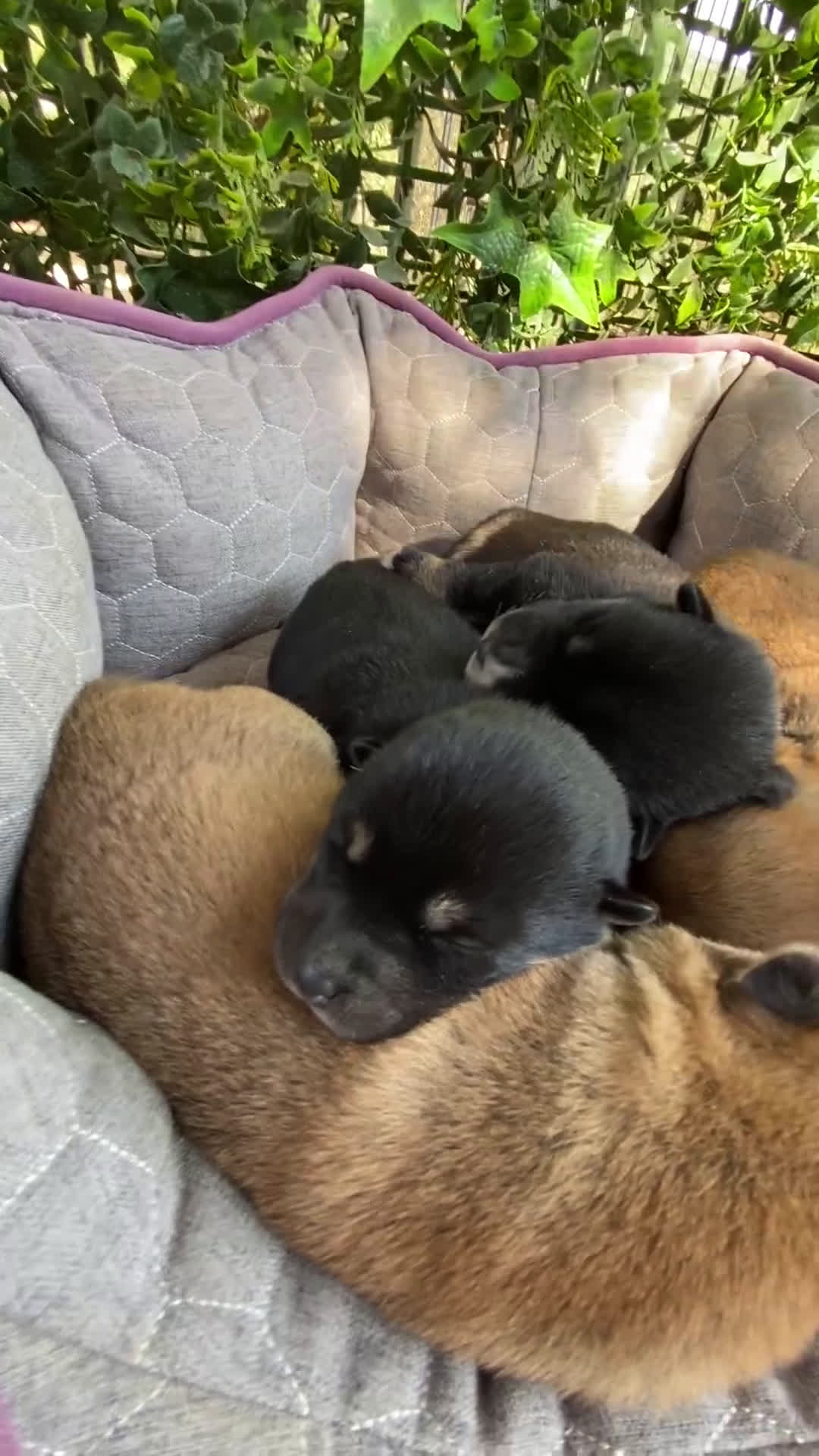 Shiba Inu perros en venta: Cachorros Shiba Inu!  - Video 1