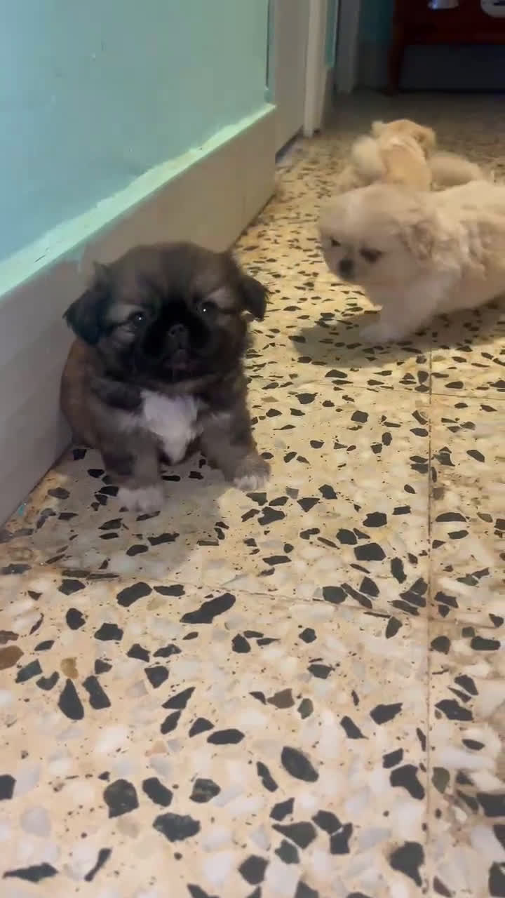 Pekinés perros en venta: PEKINES IMPERIAL HEMBRAS - Video 1