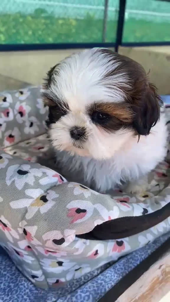 Shih Tzu perros en venta: CACHORRITOS DE SHIH TZU - Video 3