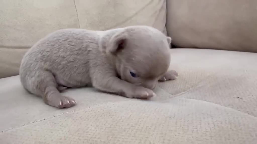 Chihuahua perros en venta: Machos chihuahuas exóticos rusos cabeza  manzana  - Video 3