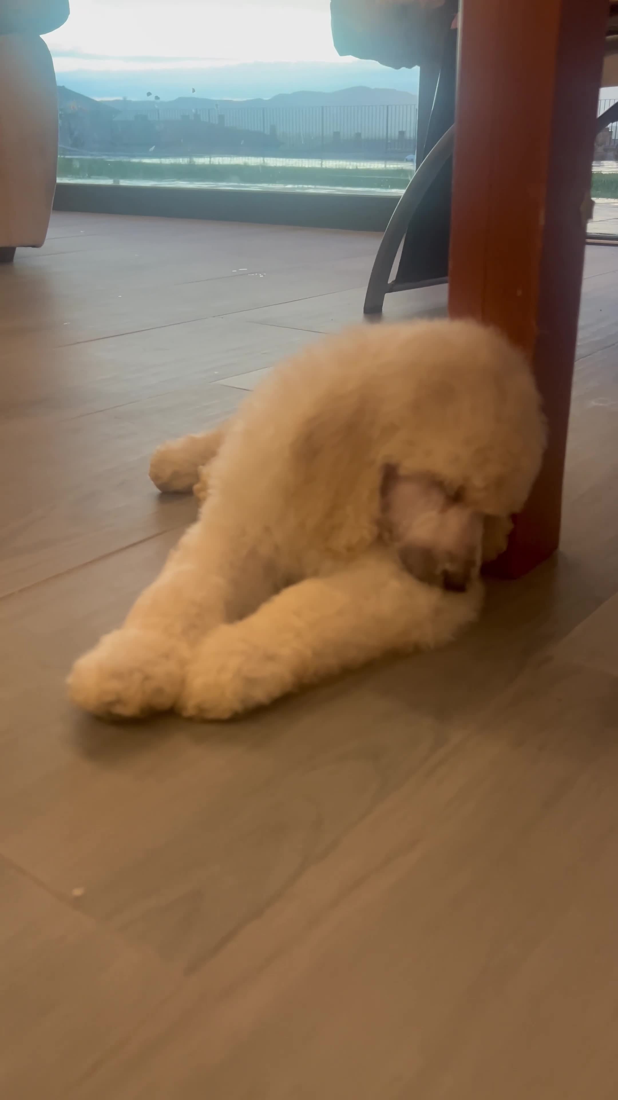 Caniche Gigante perros en venta: Caniche gigante  - Video 1