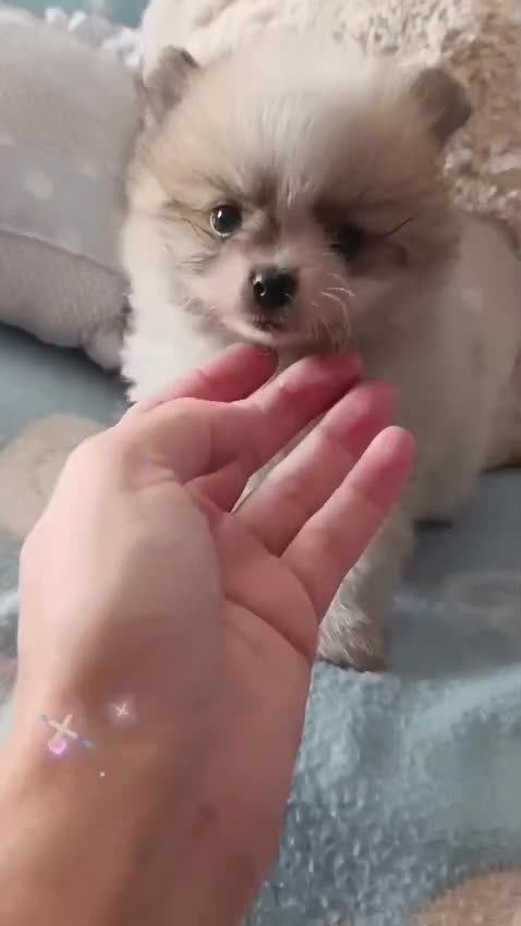 Pomerania perros en venta: Pomerania ositos toy ‼️ - Video 1