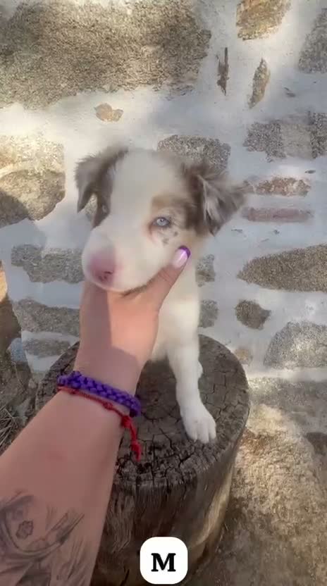 Border Collie perros en venta: EXÓTICOS BORDER COLLIE RED MERLÉ - Video 1