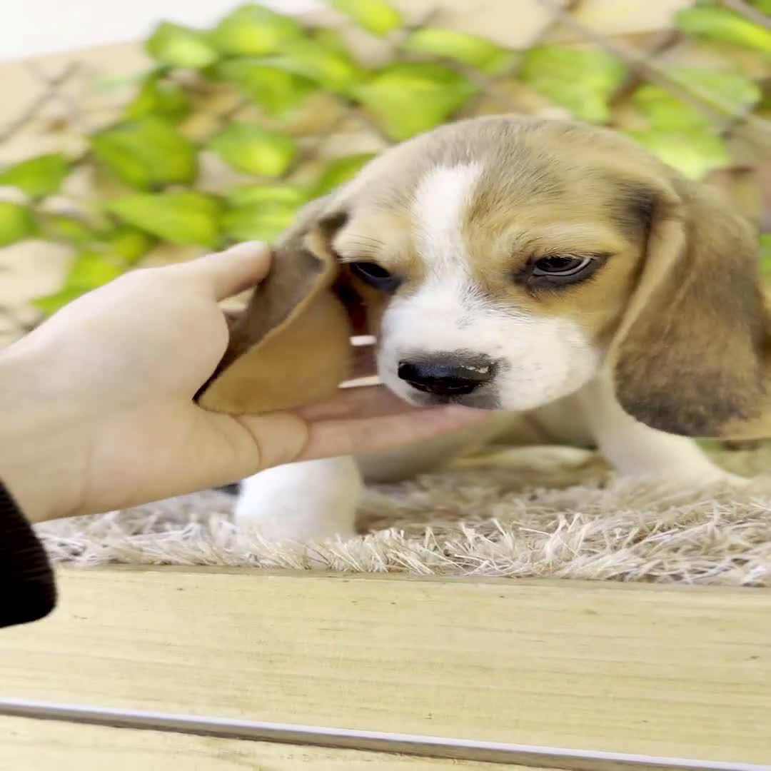 Beagle perros en venta: Camada de Fauna - Video 3