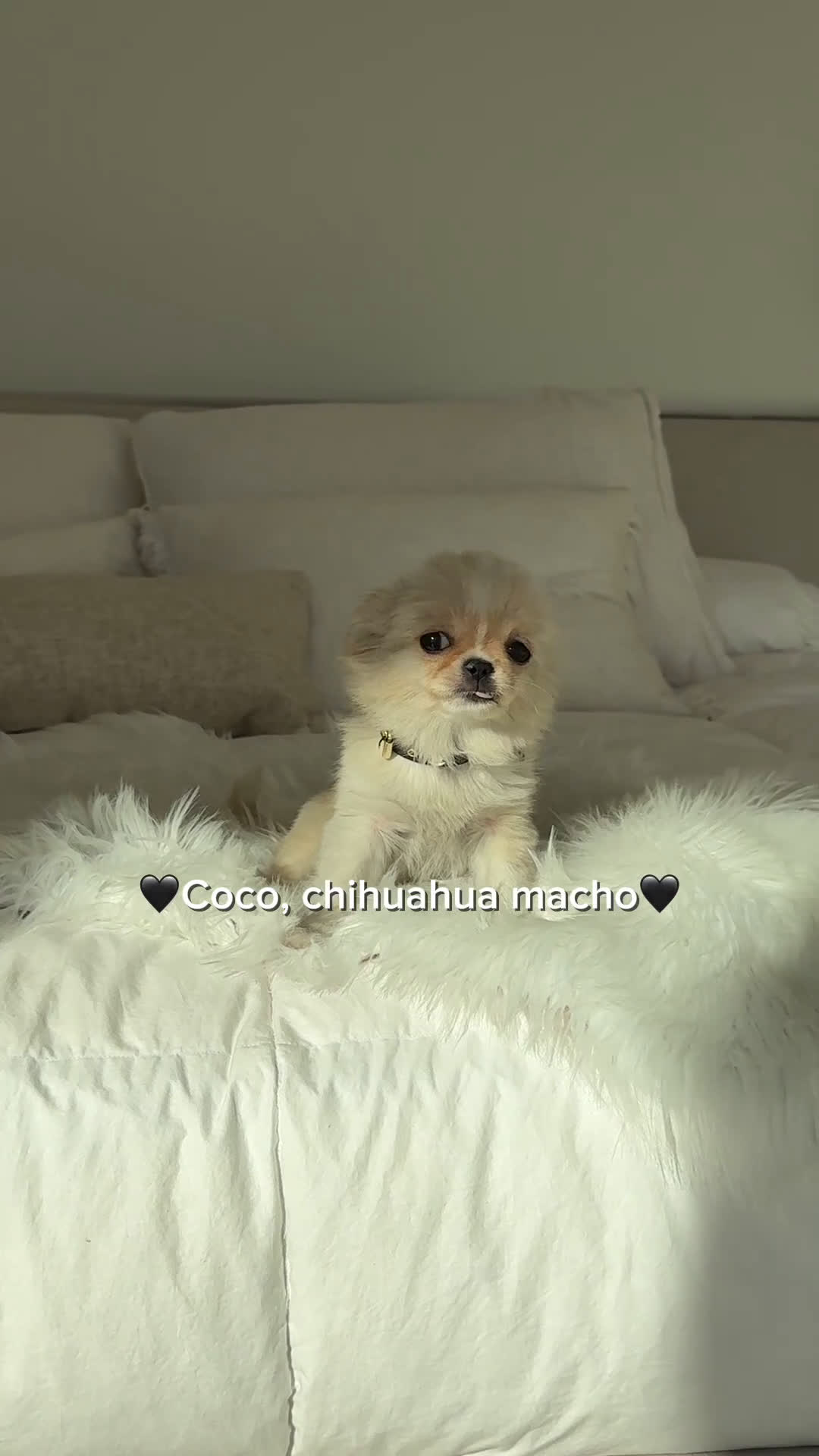 Chihuahua perros en venta: Chihuahua pelo largo - Video 1