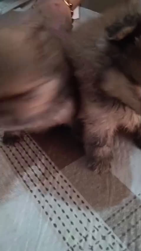 Pomerania perros en venta: Pomerania - Video 1