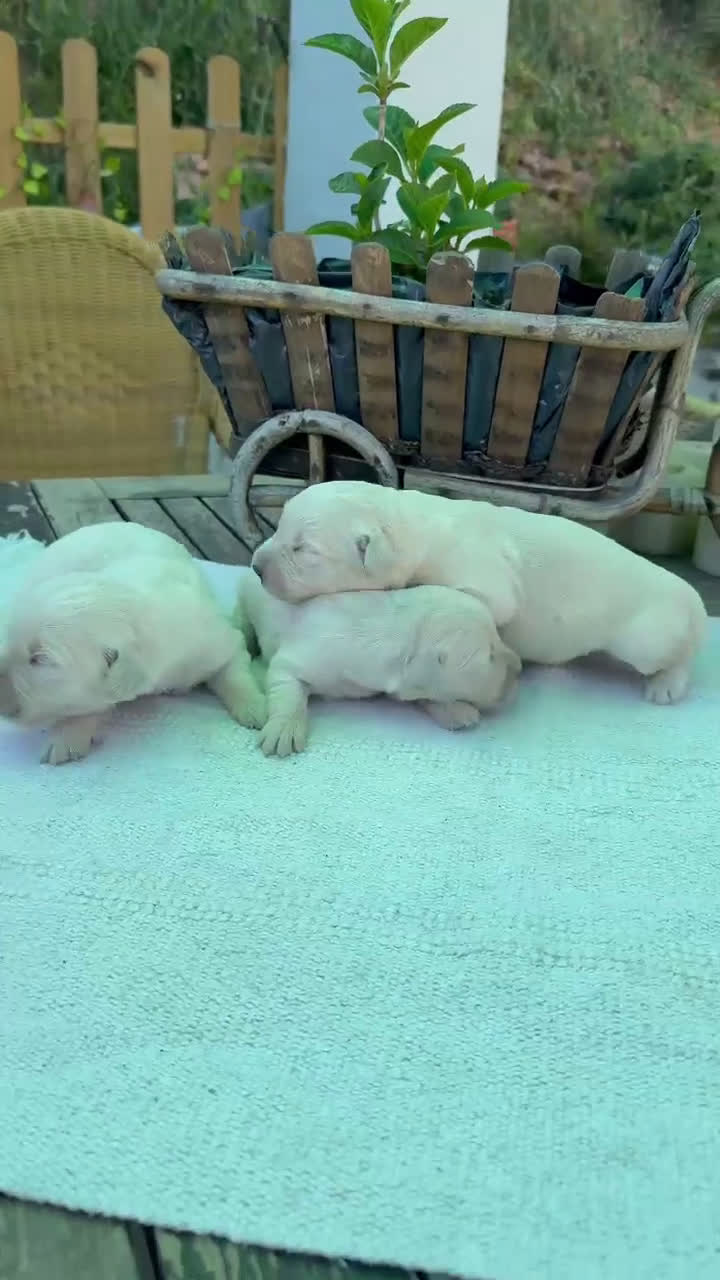Golden Retriever perros en venta: Golden retriever bebes espectaculares bellos  - Video 1