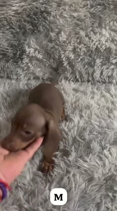 Teckel Miniatura perros en venta: TECKEL MINIATURA CHOCOLATE - Video 1