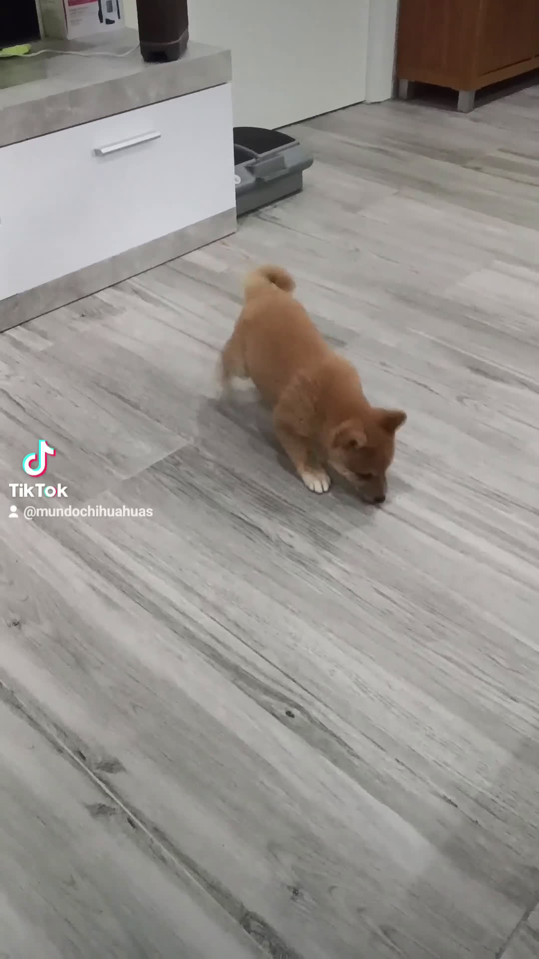 Shiba Inu perros en venta: SHIBA INU - Video 3