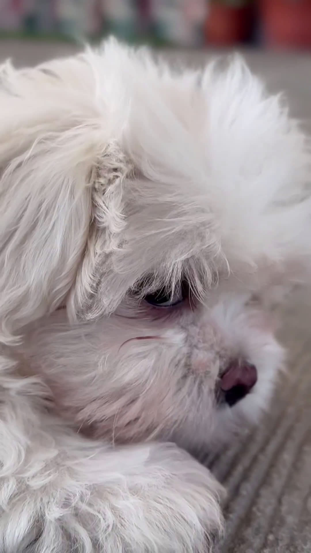 Maltipoo perros en venta: 🐾 Snow, Manolo y Paco –  Maltipoo 🐾 - Video 1