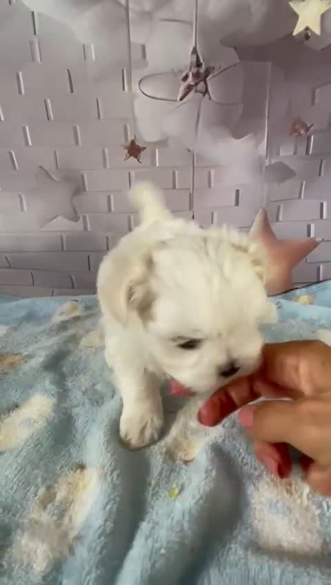 Bichón Maltés perros en venta: Bichon maltés muy chiquitines !!! - Video 2