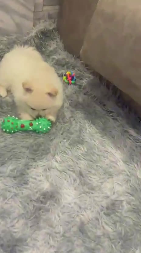 Pomerania perros en venta: Lulu de pomeranias Toy disponibles  - Video 3