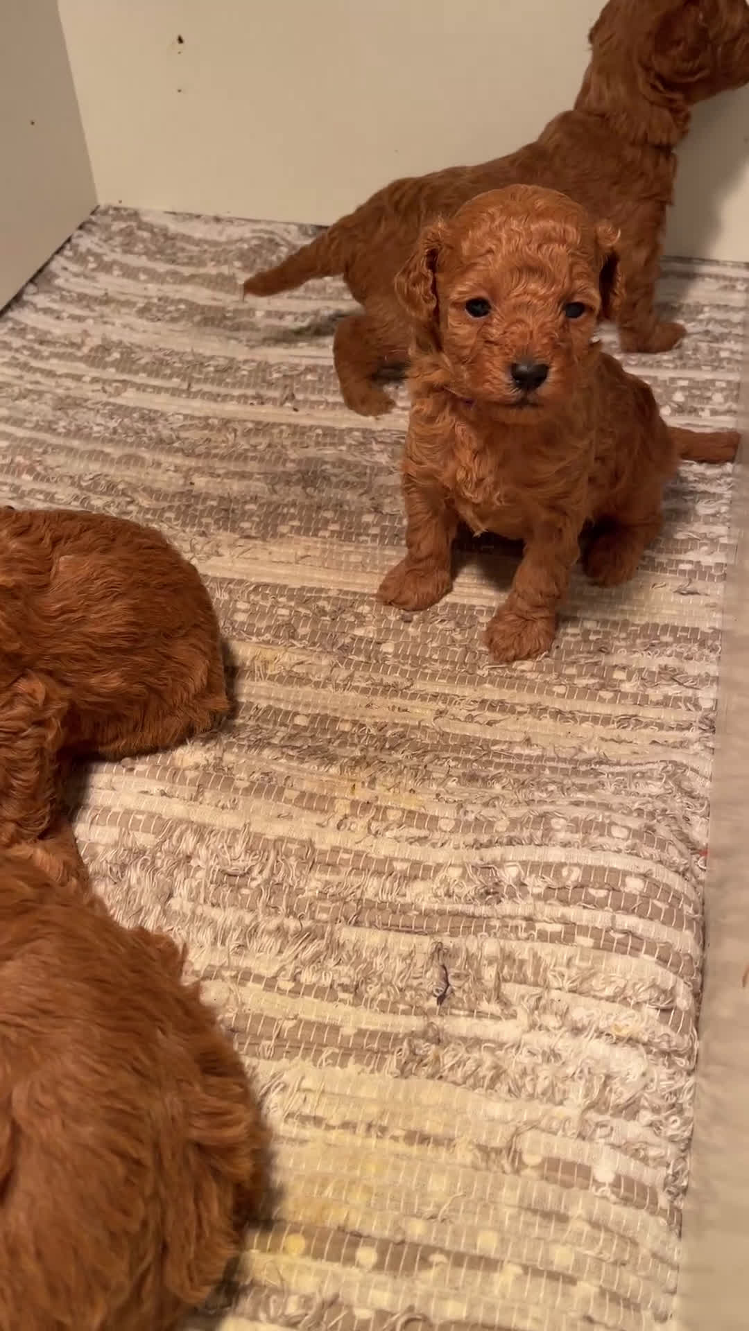 Caniche Toy perros en venta: Caniche toy - Video 1