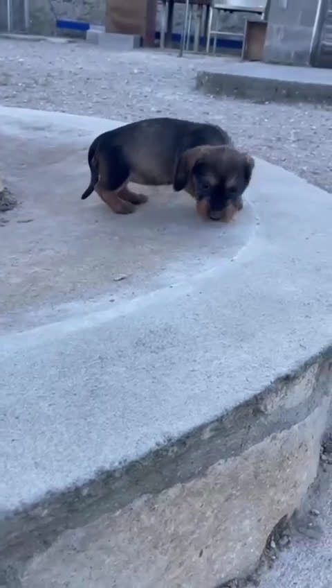 Teckel perros en venta: Teckel de pelo duro - Video 1