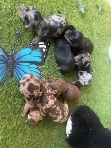 Teckel Miniatura perros en venta: Venta Teckel  - Video 2