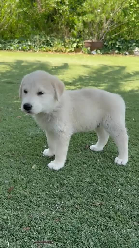 Golden Retriever perros en venta: Disponible Machos de Golden Retriever  - Video 4