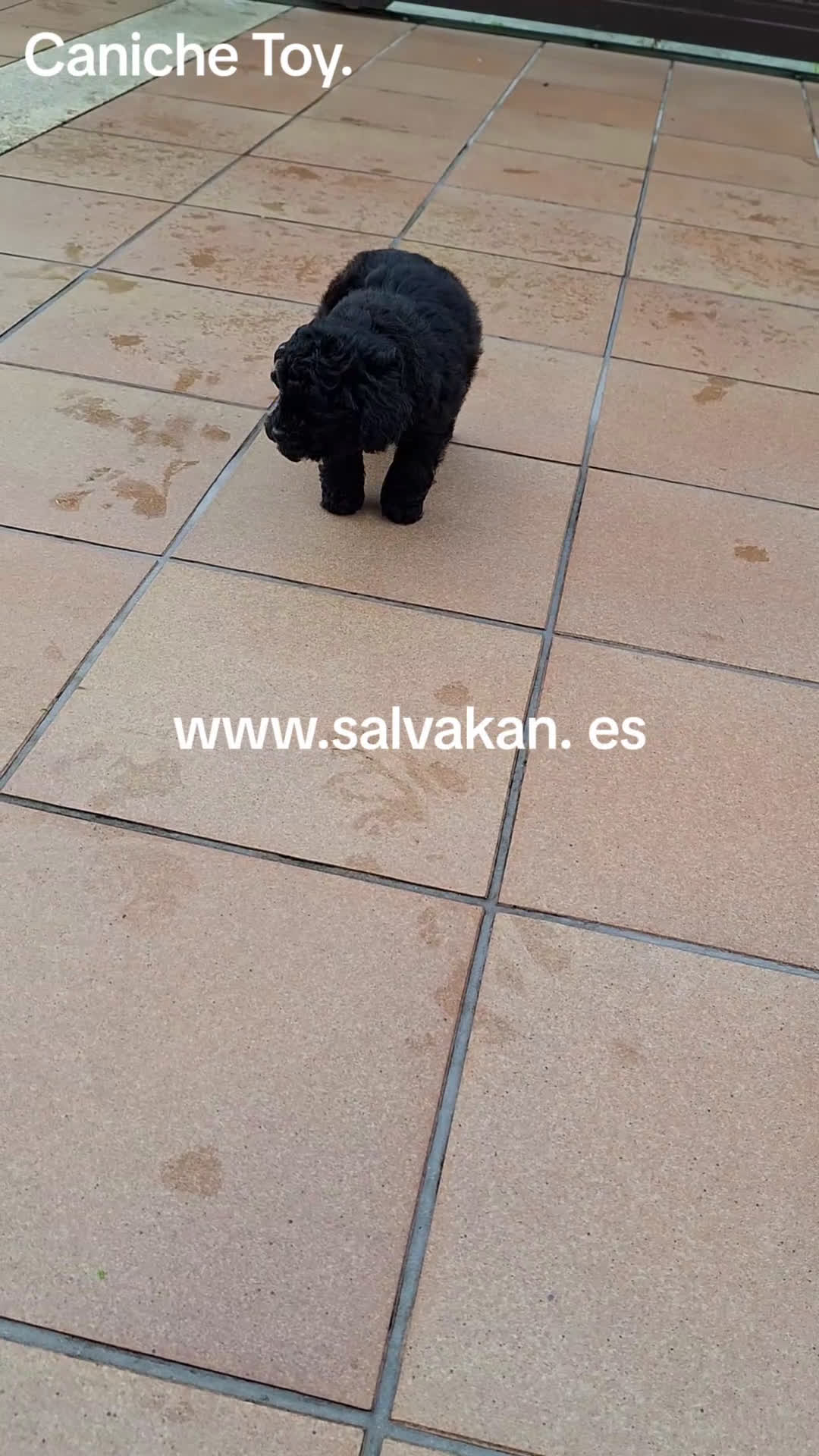 Caniche Toy perros en venta: Caniche toy negro - Video 1