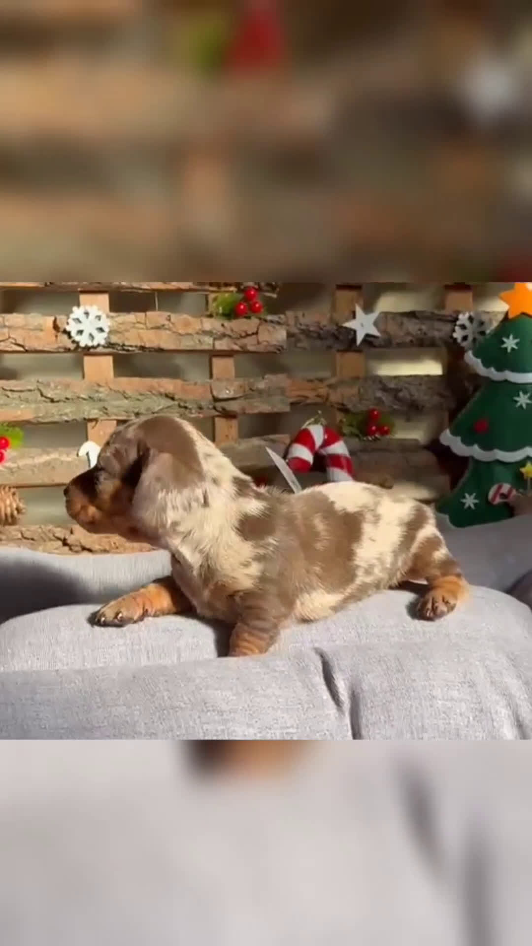 Teckel Miniatura perros en venta: Teckel miniatura - Video 1