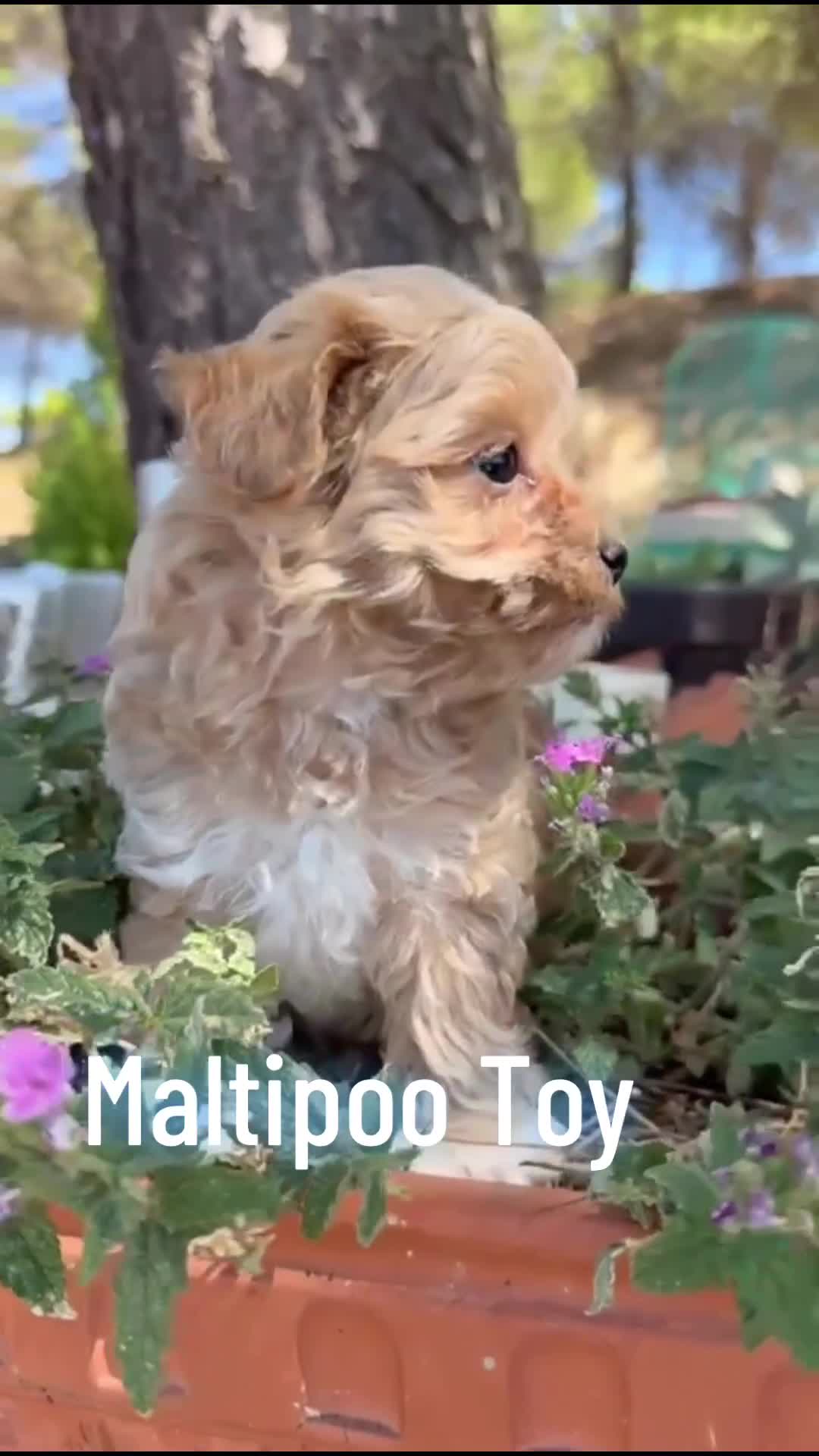 Maltipoo perros en venta: Maltipoo Bicolor Toy !!! - Video 2