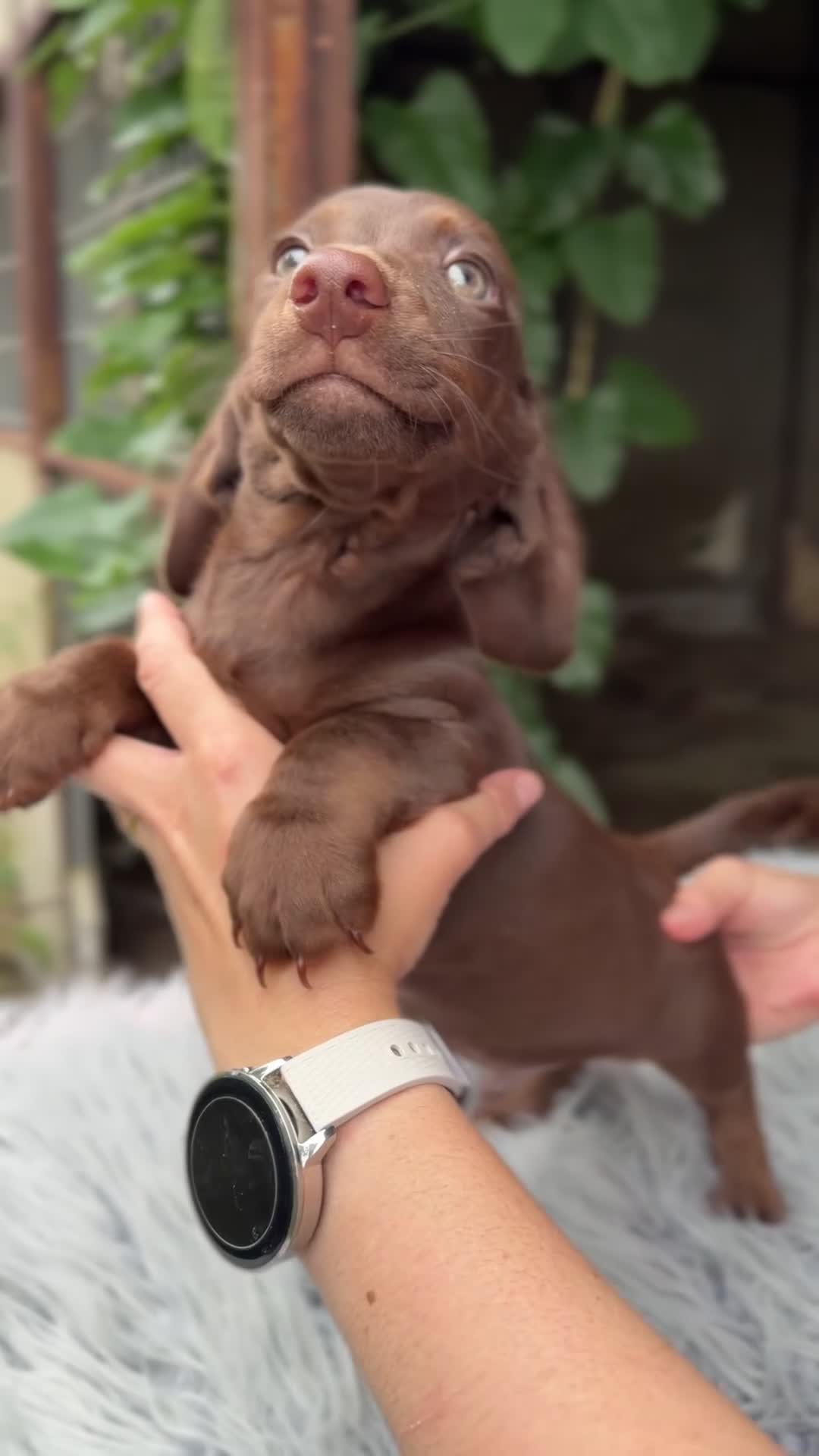 Teckel Miniatura perros en venta: Teckel mini chocolate  - Video 2