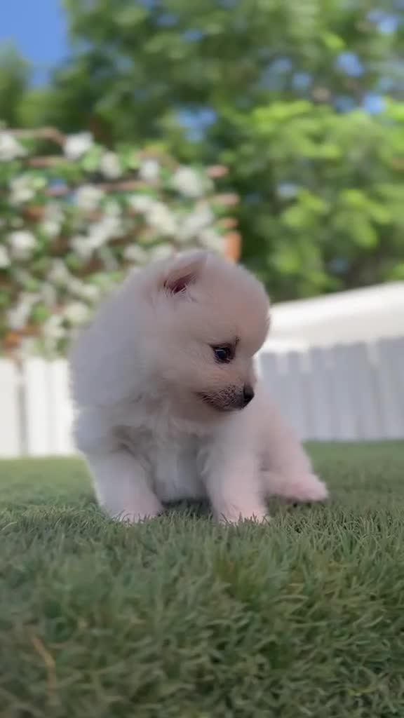 Pomerania perros en venta: POMERANIA - Video 2
