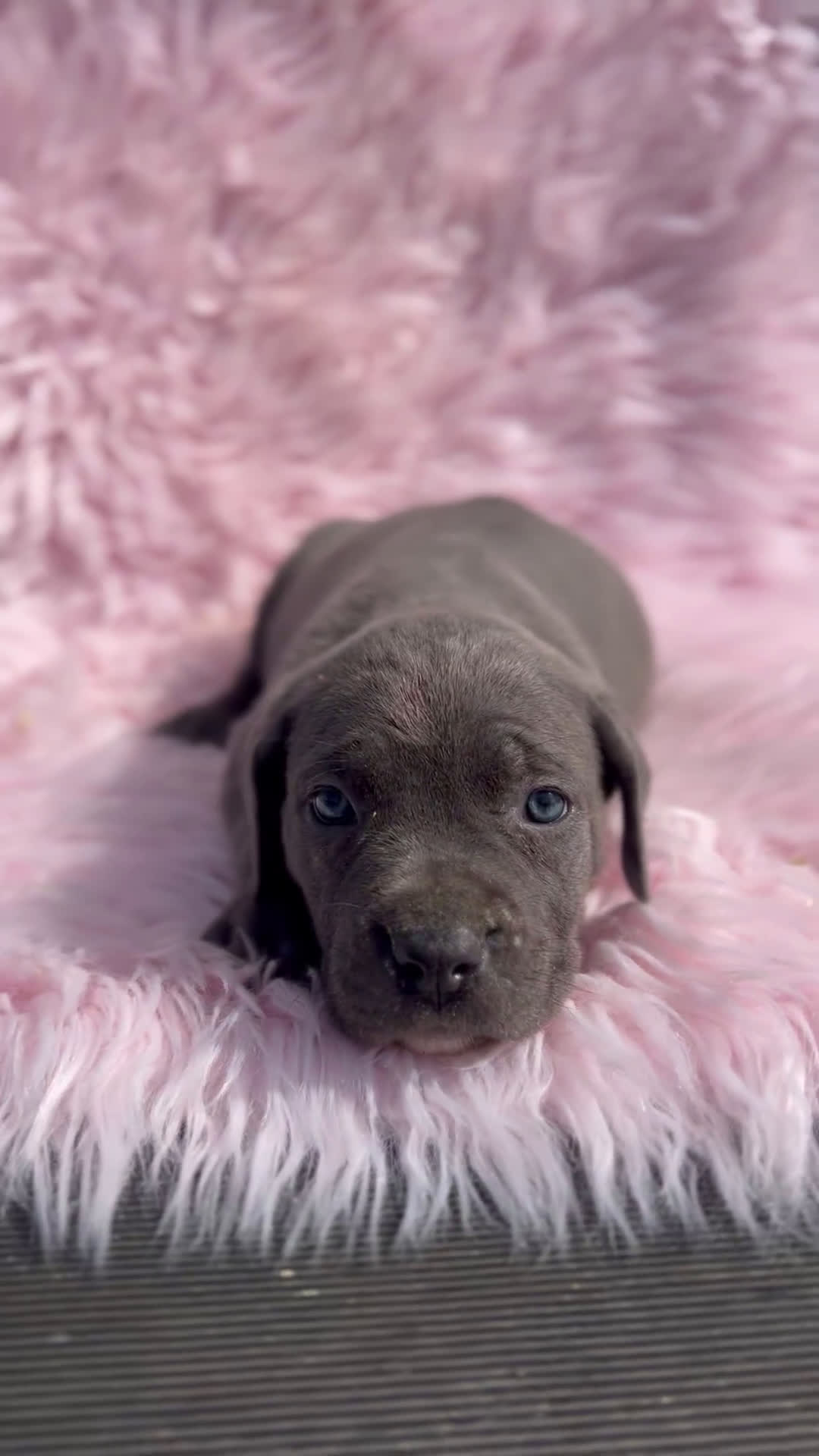 Cane Corso perros en venta: Cane corso blue  - Video 1