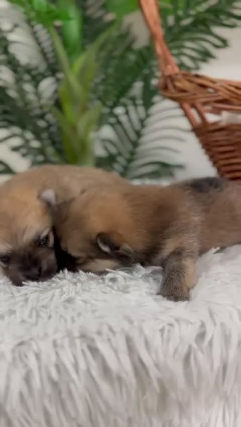 Pomerania perros en venta: POMERANIA MACHO - Video 1