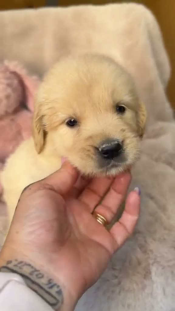 Golden Retriever perros en venta: Hembra golden dorada - Video 1