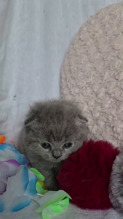 Británico de Pelo Corto Azul gatos en venta: Preciosos brithis Blues y más  - Video 1