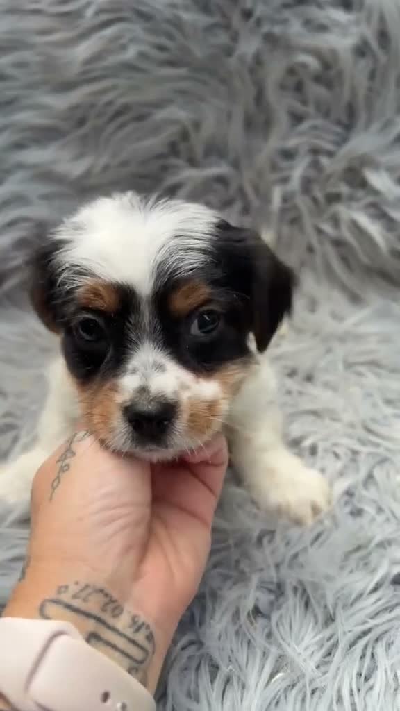 Biewer Yorkshire Terrier a la Pom Pon perros en venta: Precioso Biewer  - Video 1