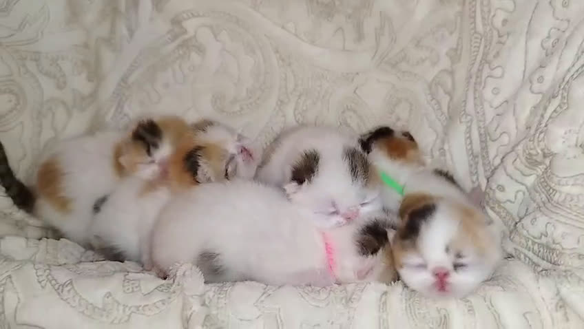 Exótico de Pelo Corto gatos en venta:  Gatitos Exóticos (Patrón Van)  en Murcia - Video 2