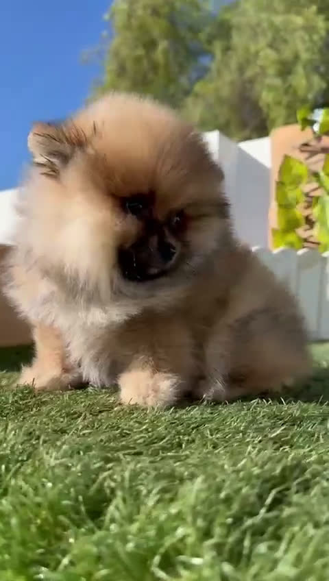 Pomerania perros en venta: POMERANIA HEMBRA - Video 1