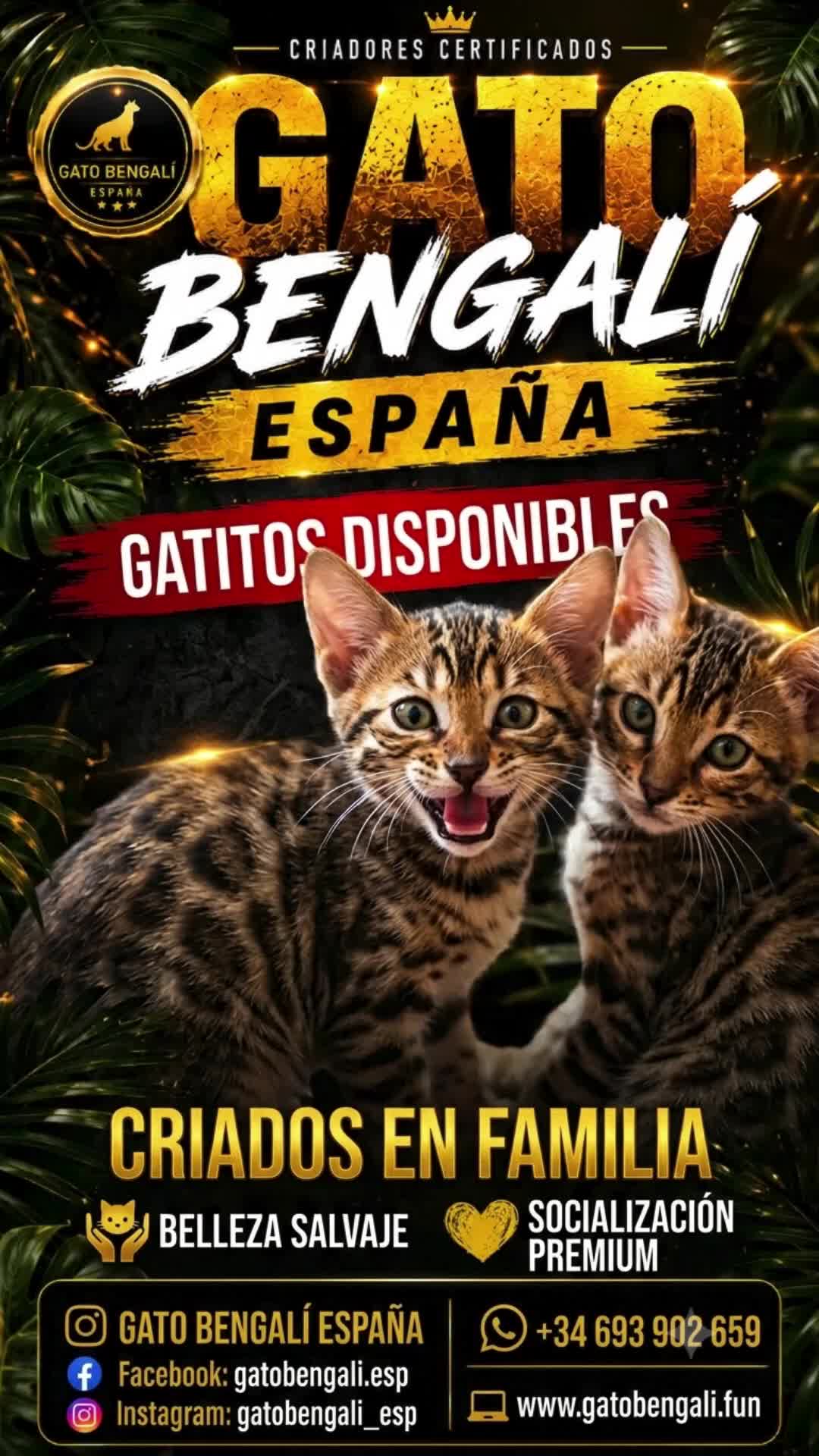 Bengalí gatos en venta: 3 Hembras 1 Macho - Gato Bengalí - Video 1