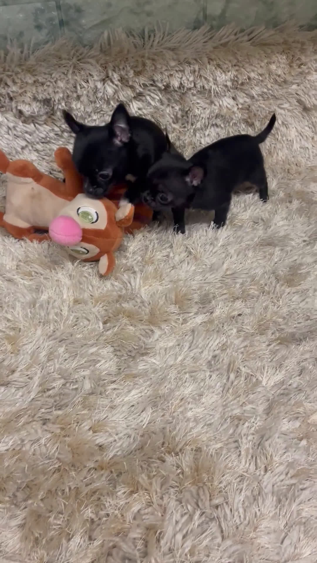 Chihuahua perros en venta: Chihuahuas Machos  - Video 2